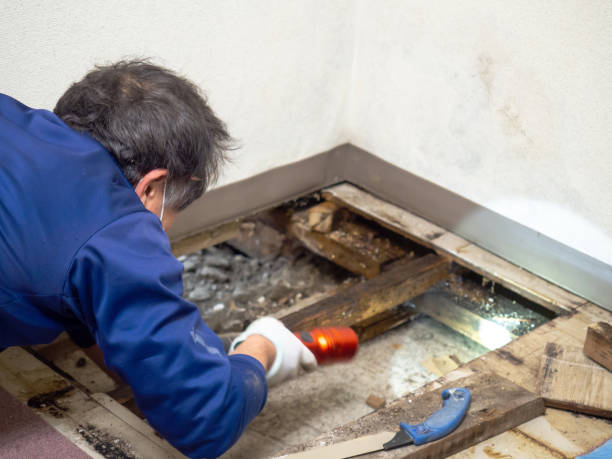 Best Residential Mold Removal  in Konterra, MD