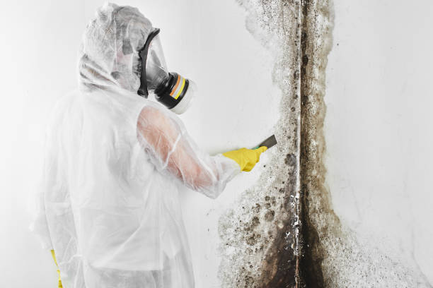 Best Commercial Mold Removal  in Konterra, MD