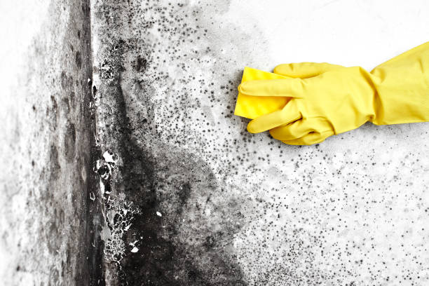 Best Mold Testing  in Konterra, MD