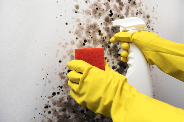 Best Office Mold Removal Services  in Konterra, MD