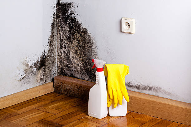 Best Commercial Mold Removal  in Konterra, MD
