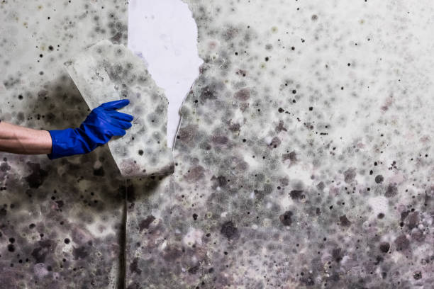 Best Certified Mold Removal  in Konterra, MD