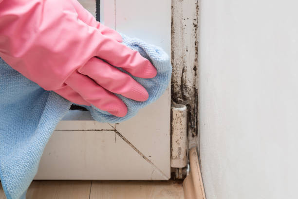 Best Mold Removal and Inspection  in Konterra, MD